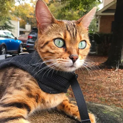 Bengal