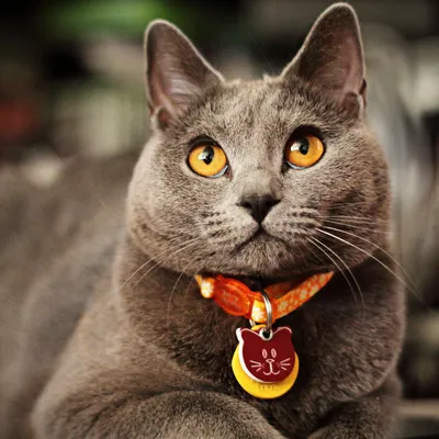 Chartreux