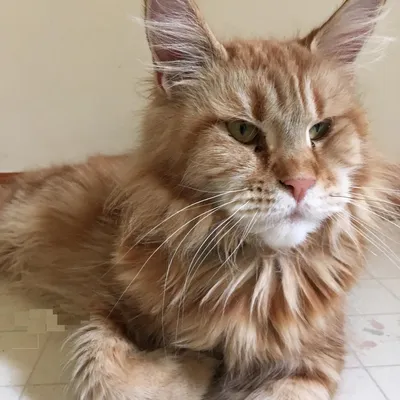 Maine Coon