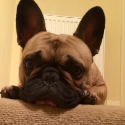 Bouledogue Français